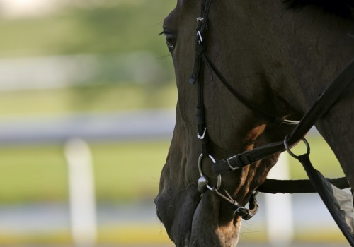 Factors to Consider in Horse Selection: A Comprehensive Guide for Sports Bettors